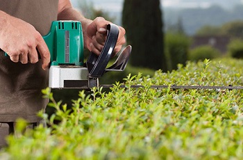 Hedges Shaped & Trimmed