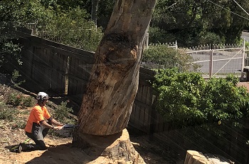 Tree & Stump Removal