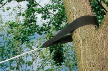 Tree Trimming & Pruning